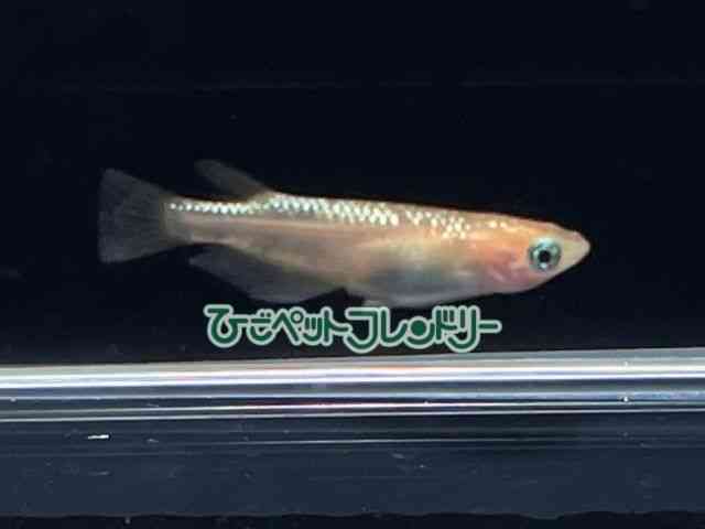 card-img
