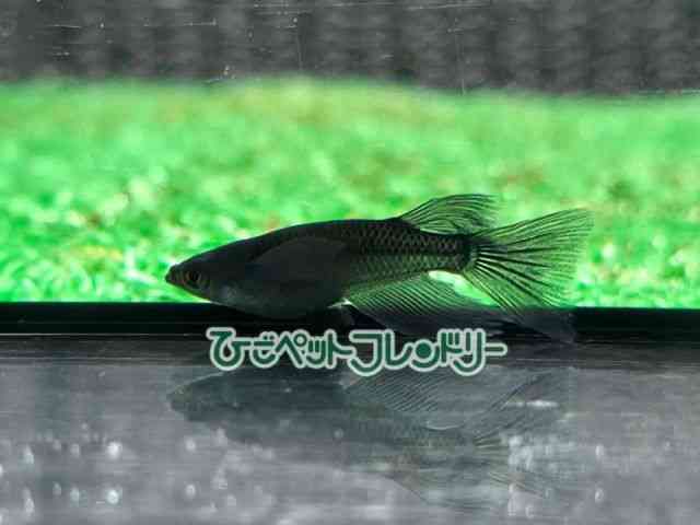 card-img