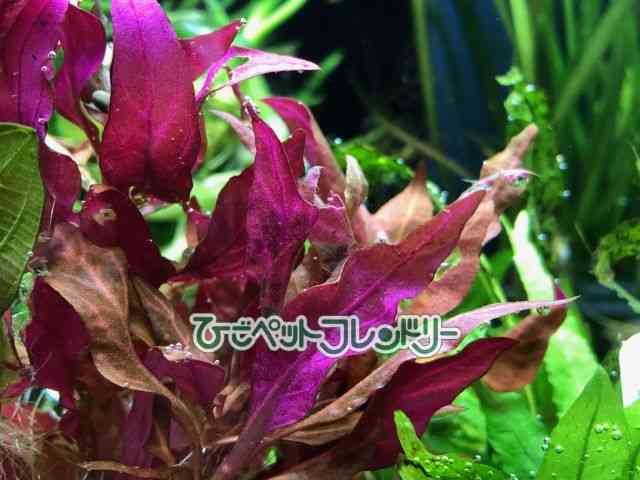 card-img