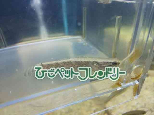 card-img
