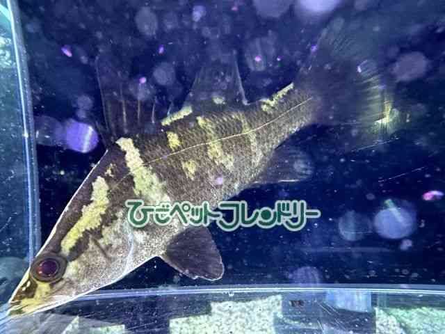 card-img