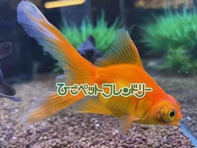 card-img