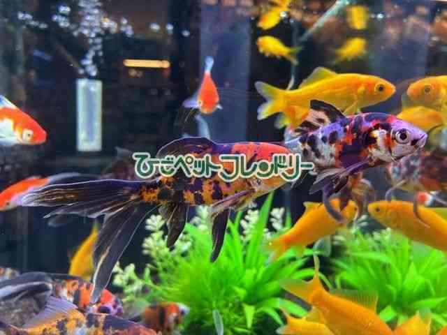 card-img