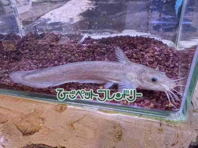 card-img
