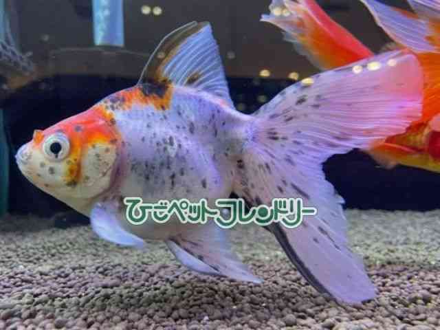 card-img