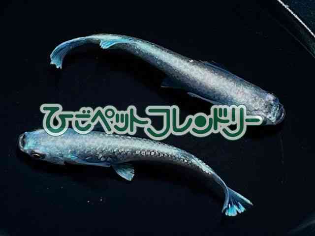 card-img