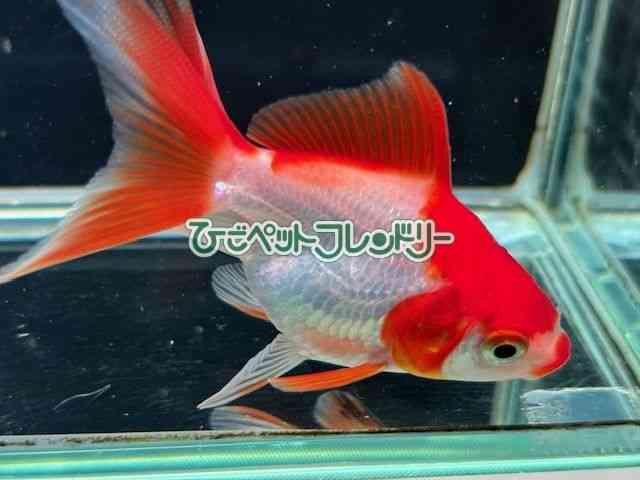 card-img
