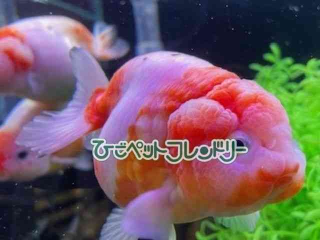 card-img