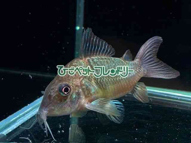 card-img
