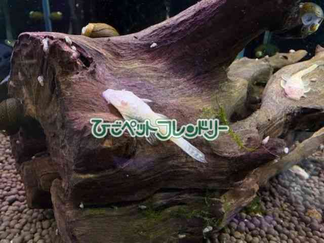 card-img