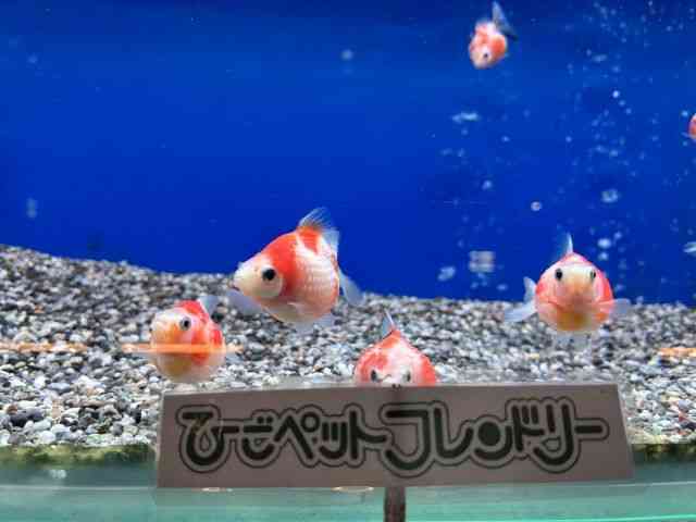 card-img