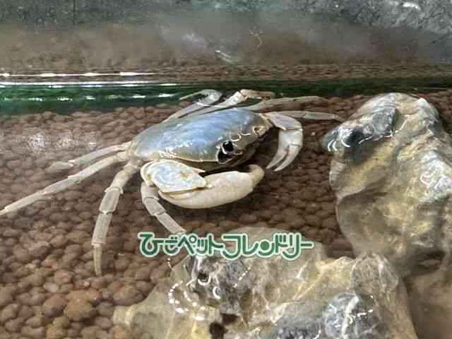 card-img