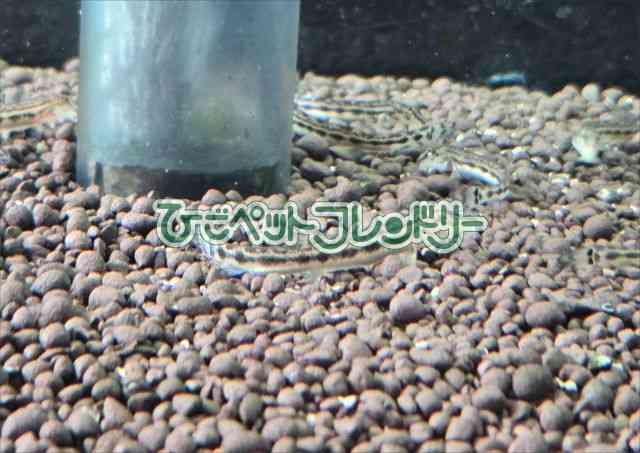 card-img