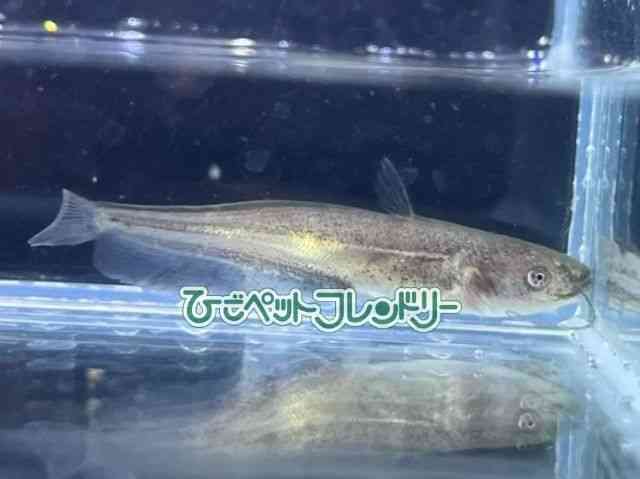 card-img