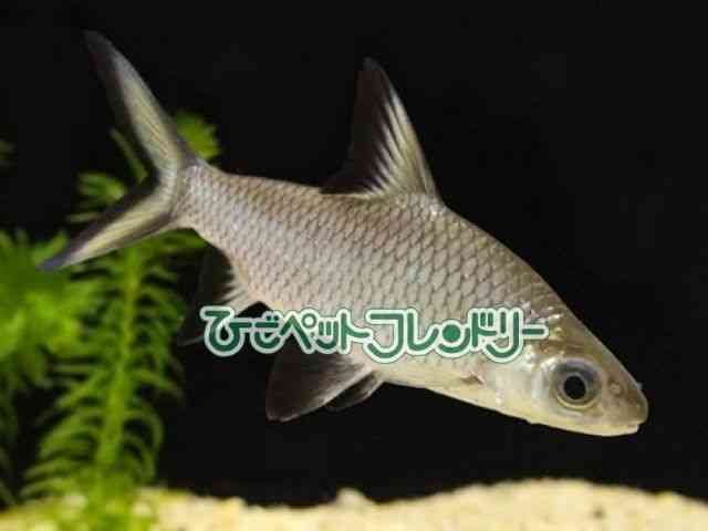 card-img