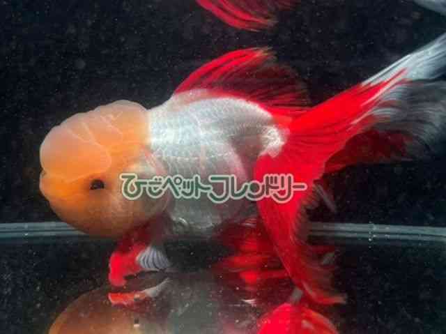 card-img