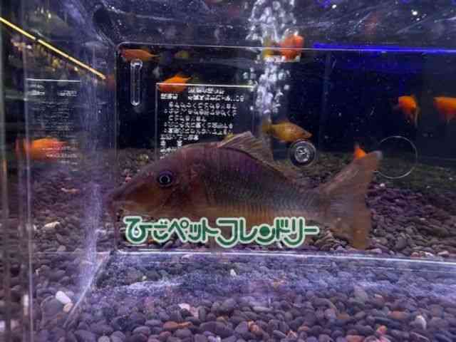 card-img