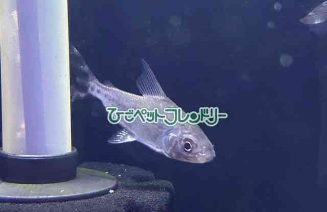 card-img