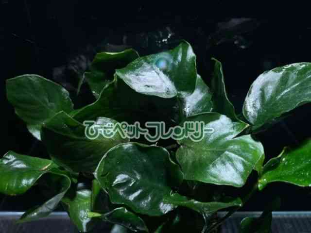 card-img