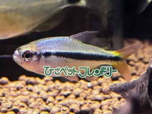 pet image