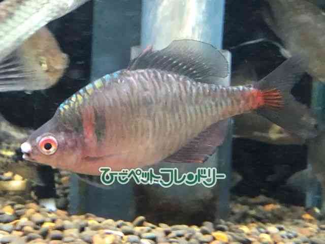 pet image