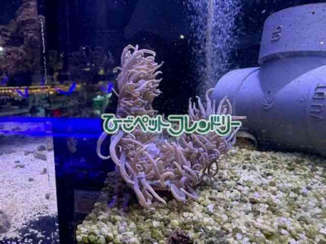 pet image