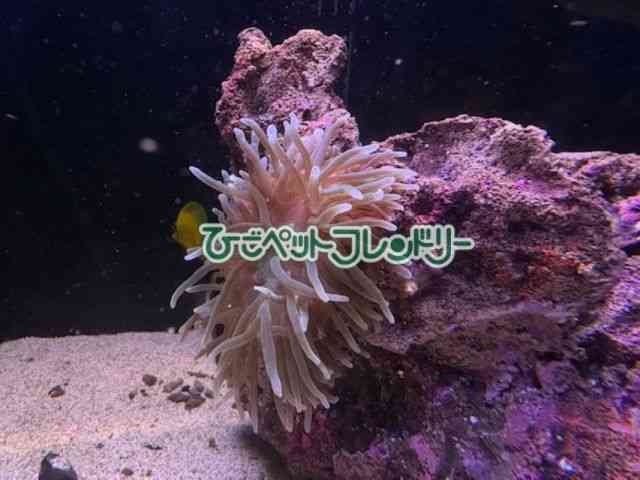 card-img