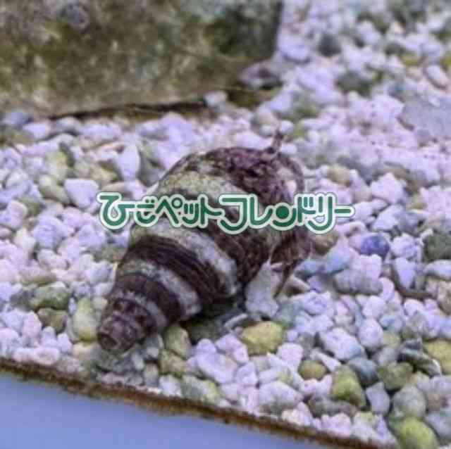 card-img