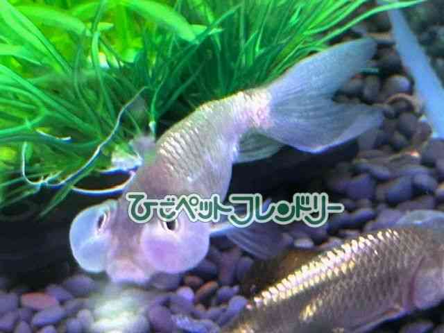 card-img