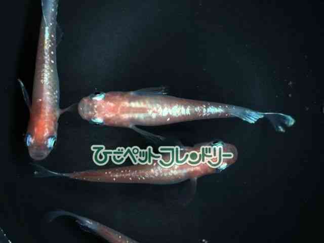 card-img