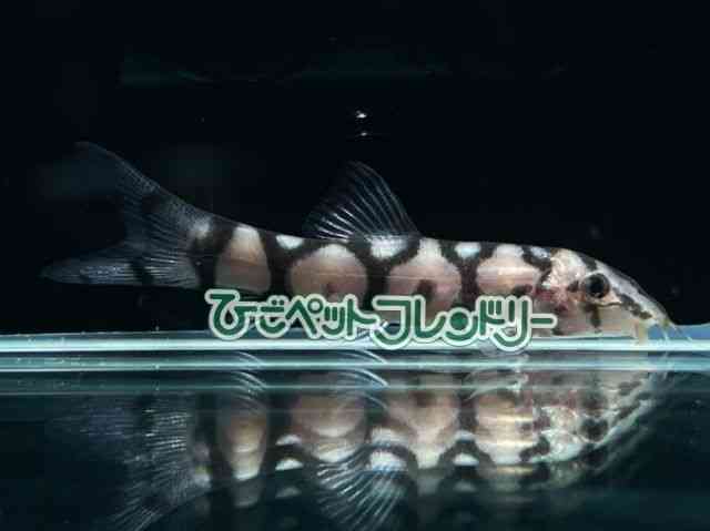 card-img