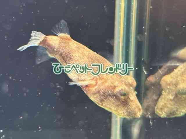 card-img