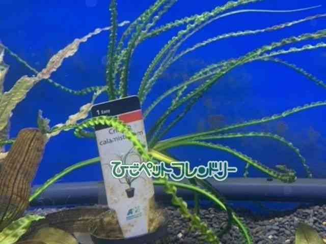 card-img