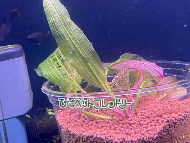 card-img