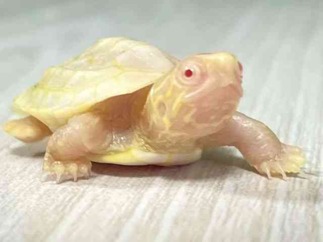 ゼニガメ