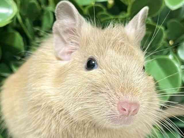 
                    デグーマウス