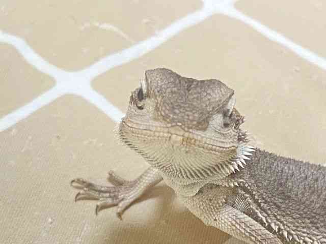 フトアゴヒゲトカゲ