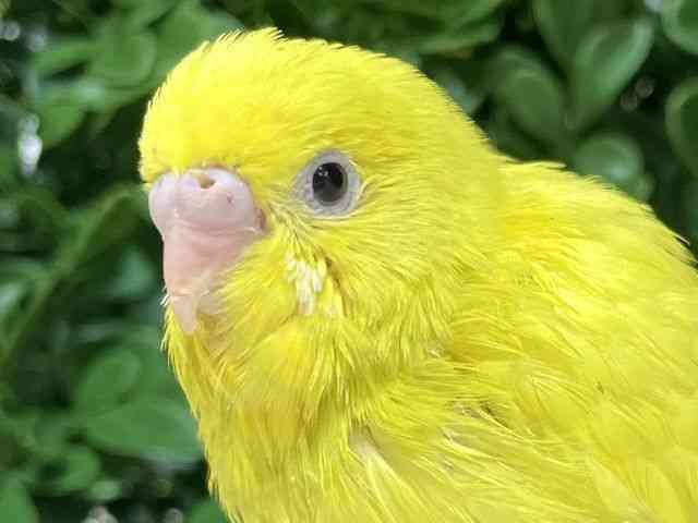 
                    セキセイインコ