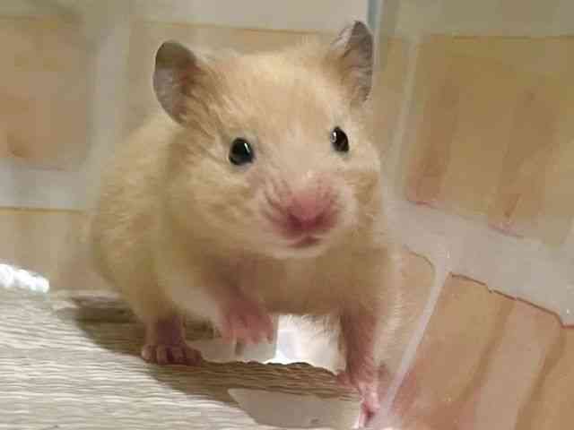 
                    キンクマ