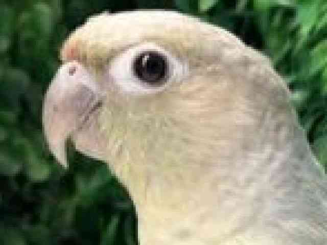 
                    ホオミドリアカオウロコインコ