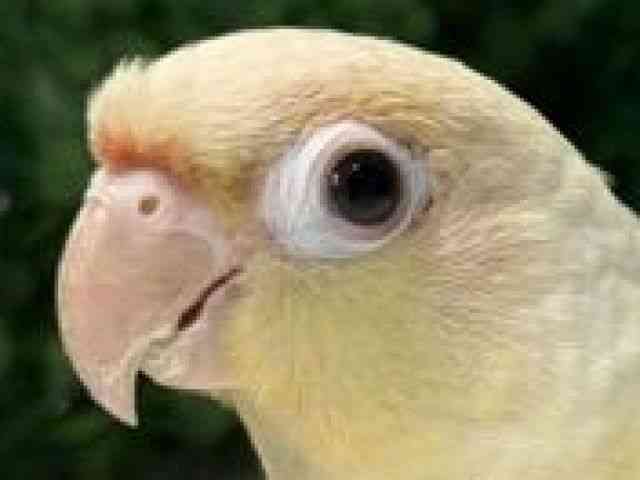 
                    ホオミドリアカオウロコインコ