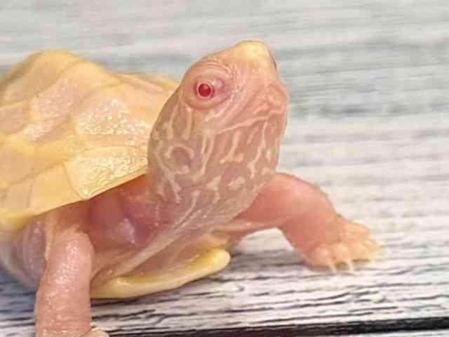 ゼニガメ