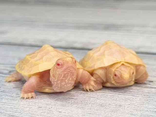 ゼニガメ