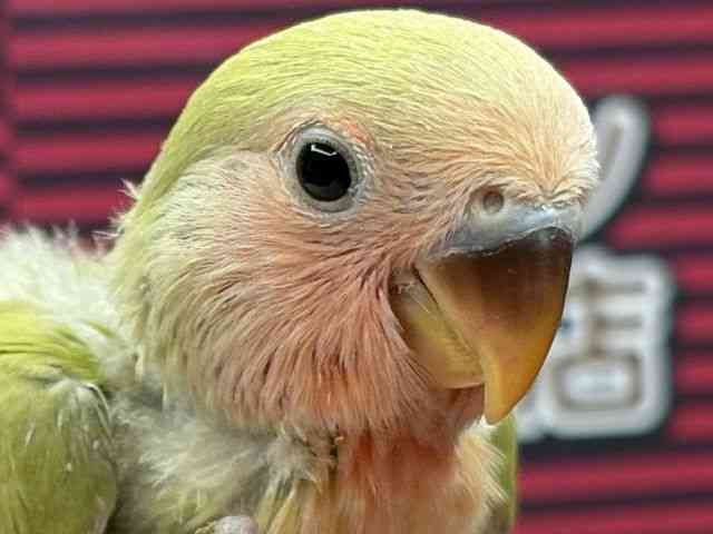 
                    コザクラインコ