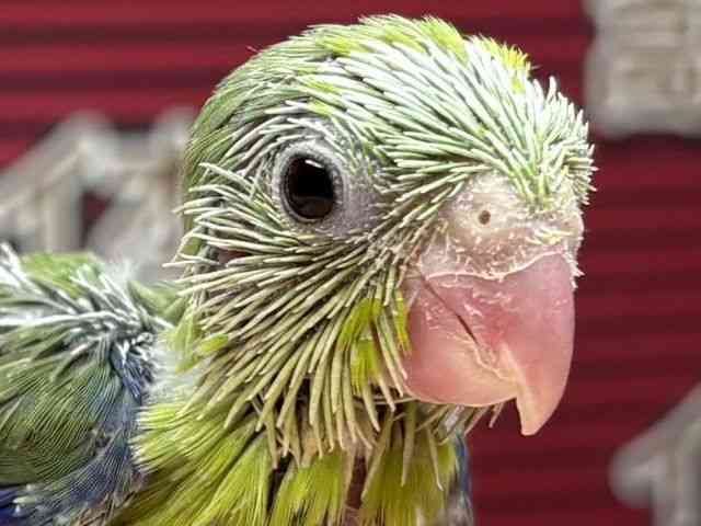 
                    マメルリハ