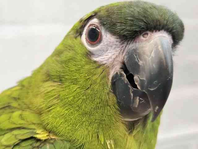 
                    コミドリコンゴウインコ
