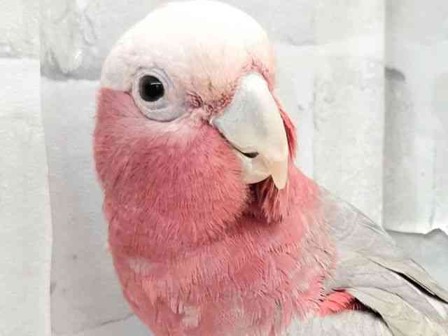 
                    モモイロインコ