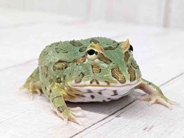 クランウェルツノガエル