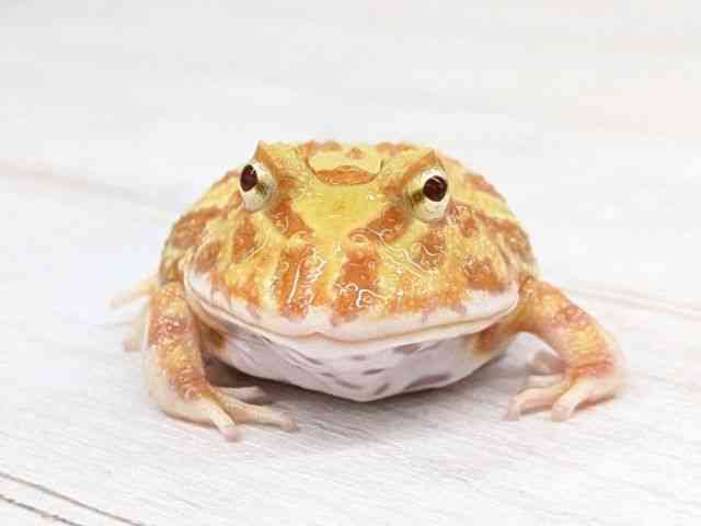クランウェルツノガエル
