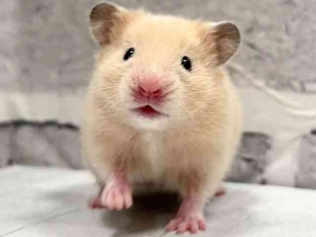 
                    キンクマ